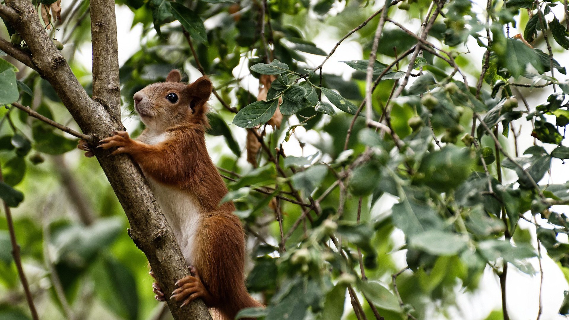 青训缺乏U系列比赛完整阶梯通道,青训水平