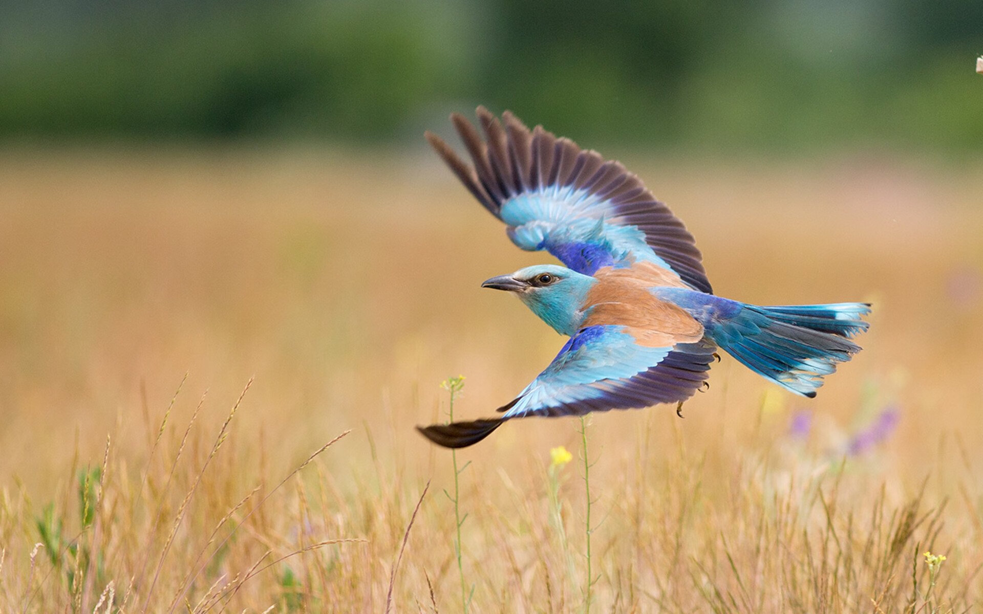 阵地战与快攻转化的无缝衔接技巧，阵地进攻战斗基本战法